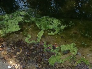 Algae growing in the water