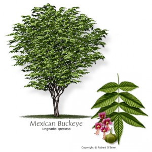 buckeye_mexican