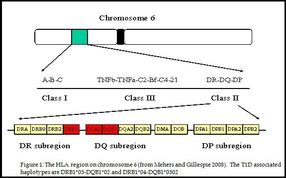 HLA chromosome region - associated with T1D box