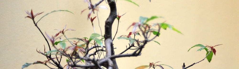 Horacio Reyes' Documentary Blog