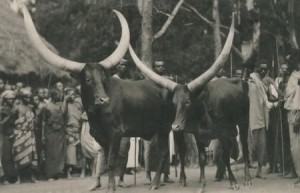 Cow herding was a main source of power and wealth  in Rwanda.