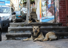 Kendyll Severa:  Stray Dogs of Chile