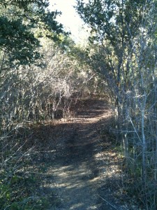 Blunn Creek Trail 2