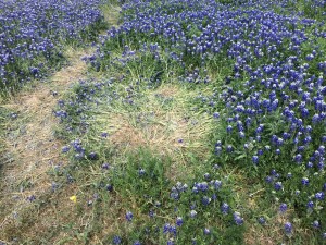 These Blue Bonnets had been crushed I guess by someone sitting on them. 