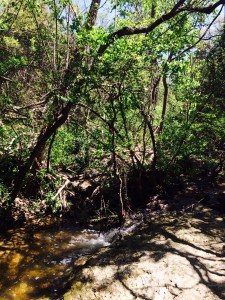 Creek (March)
