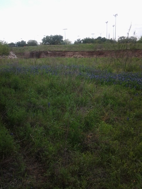 A large patch of bluebonnets near the creek.
