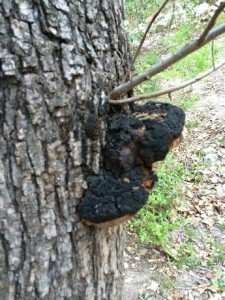 5 burnt treee thing