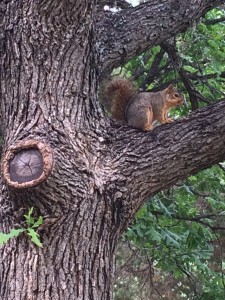 St. Ed's squirrel 