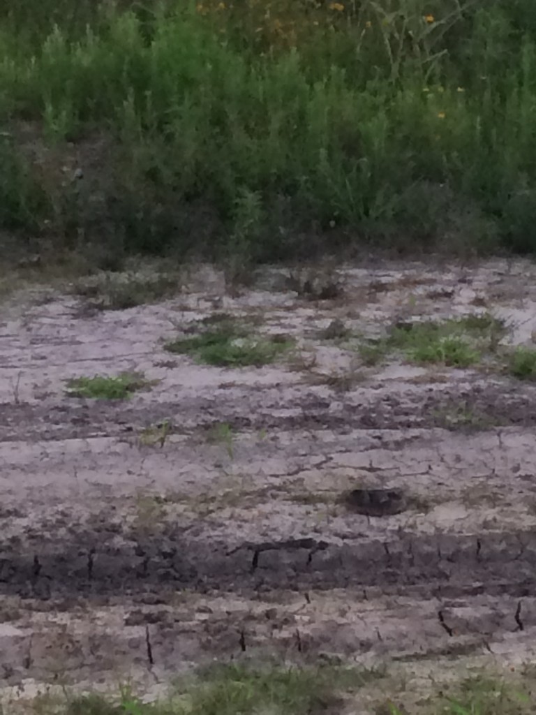 Snake - Possible Water Moccasin. Excuse the poor quality, I was trying to keep my distance. 