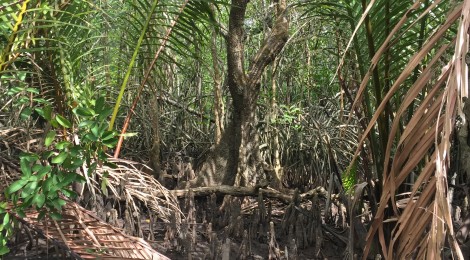 Down and Dirty in the Mangroves of Tha sala