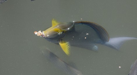 Gold Spotted Rabbitfish, Siganus punctatus
