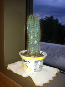 chobani cactus