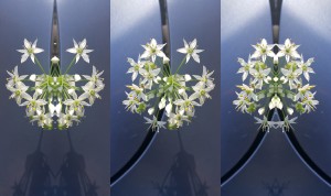 flower-symmetry