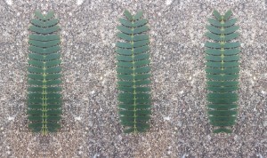 leaf-symmetry