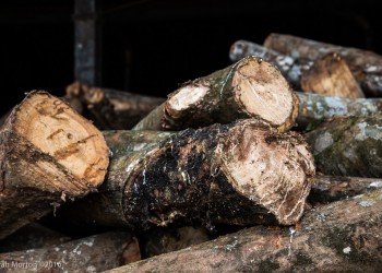 Detail of Logs with Latex